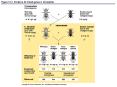 Figure 15.4 Evidence for linked genes in Drosophila