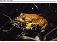Figure 46.0 Frogs mating