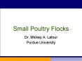 Small Poultry Flocks