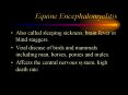 Equine Encephalomyelitis