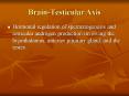 BrainTesticular Axis