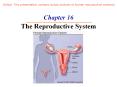 Chapter 16 The Reproductive System