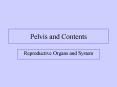 Pelvis and Contents