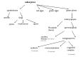 eukaryotes