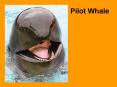 Pilot Whale