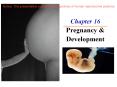 Chapter 16 Pregnancy