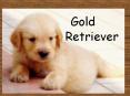 Field in which the Golden Retriever is good at: