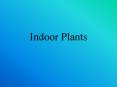 Indoor Plants