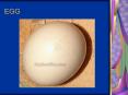 EGG