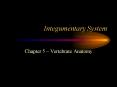 Integumentary System