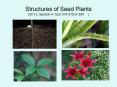 Structures of Seed Plants Ch 12, Section 4: Text 374379 or SIR