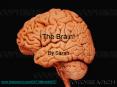 The Brain
