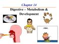 Chapter 14 Digestive Metabolism