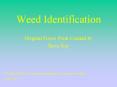 Weed Identification