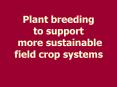 Plant breeding to support more sustainable field crop systems