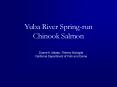 Yuba River Springrun