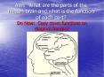 Aim: What are the parts of the human brain and what is the function of each part