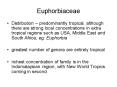 Euphorbiaceae