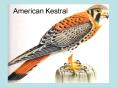 American Kestral