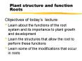 Plant structure and function Roots