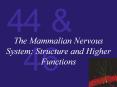 The Mammalian Nervous System: Structure and Higher Functions