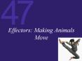 Effectors: Making Animals Move