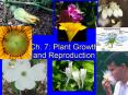 Ch. 7: Plant Growth and Reproduction