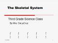 The Skeletal System Third Grade Science Class
