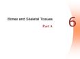 Bones and Skeletal Tissues