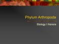 Phylum Arthropoda
