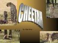 CHEETAH