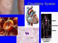 Circulatory System