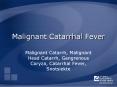 Malignant Catarrhal Fever