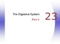 The Digestive System