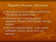Digestive System: Overview