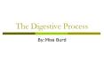 The Digestive Process