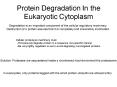 Protein Degradation In the Eukaryotic Cytoplasm