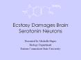 Ecstasy Damages Brain Serotonin Neurons