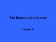 The Reproductive System