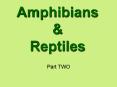 Amphibians