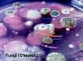 Nerve activates contraction