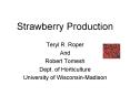 Strawberry Production