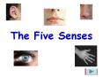 The Five Senses