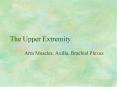 The Upper Extremity