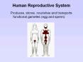 Human Reproductive System