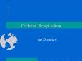 Cellular Respiration