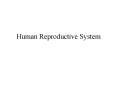 Human Reproductive System