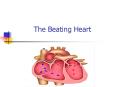 The Beating Heart