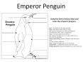 Back - The feathers on the back are black. Belly - The feathers on the belly are white. Bill - Emperor Penguins have a hard, pointed beak. The bill is black with a yellow-orange streak. Claws - The hard, sharp end of each toe. Eye - Emperor Penguins