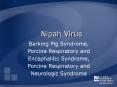Nipah Virus